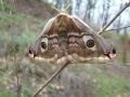 Saturnia (Eudia) pavoniella